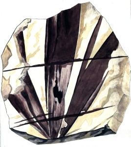 Cordaites borassifolius