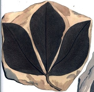 Sagenopteris rhoifolia