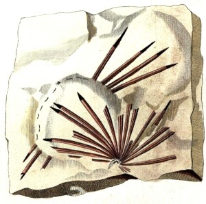 Annularia spinulosa