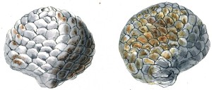 Dammarites albens